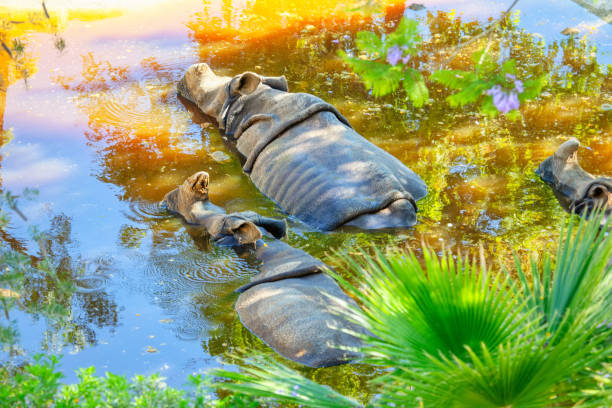 rhinos sleep in the swamp - hippopotamus amphibian sleeping hippo sleeping imagens e fotografias de stock