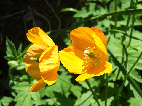 close up of two bright yellow welsh poppy flowers against sunlit green background
