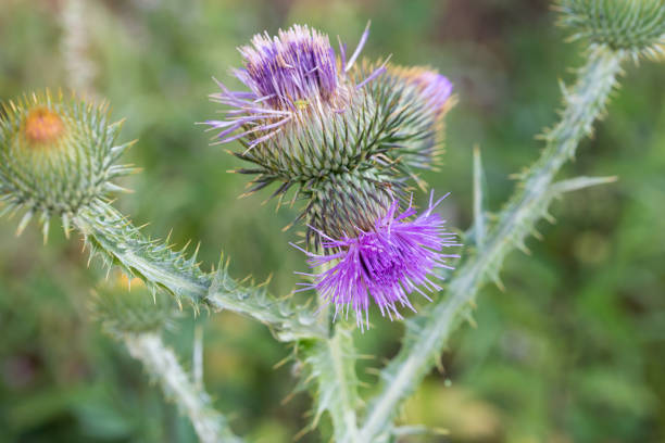istock Cirsium arvense, field thistle flower macro selective focus 1266781079
