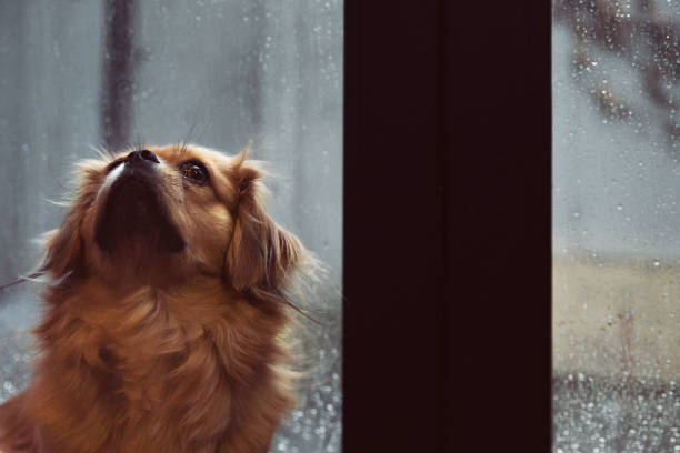 istock Dog waiting alone at home next to window during rain. 1266781218