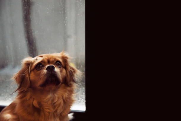 istock Dog waiting alone at home next to window during rain. 1266781241