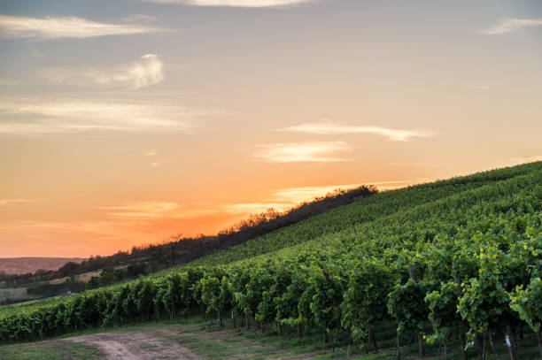 istock Vineyard at sunset with picturesque sky 1266782578