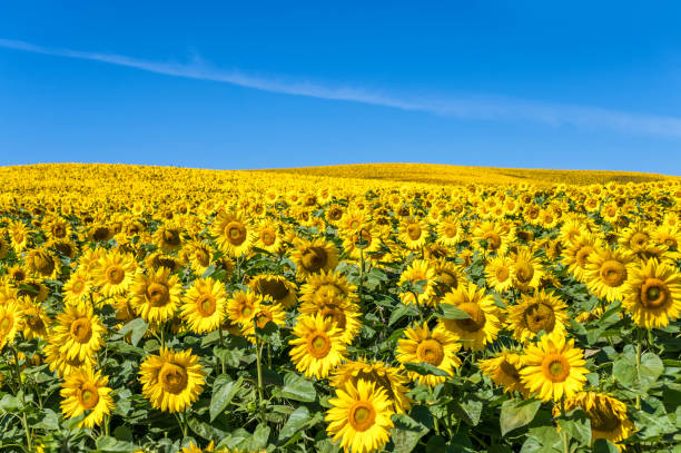 istock Hilly landscape with a huge sunflower field against a blue sky 1266782584
