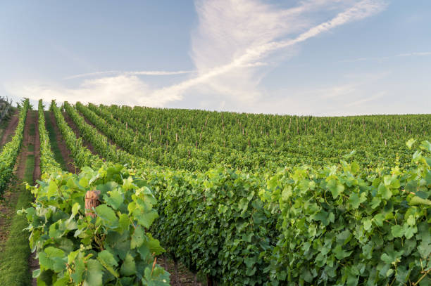 istock large vineyard with blue sky in evening light 1266782728