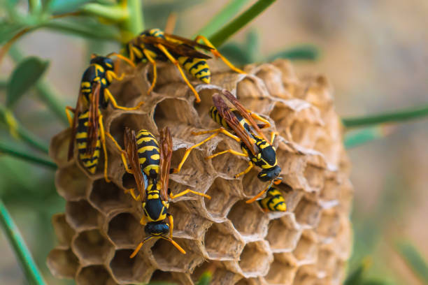 istock Wasps in a nest on plant 1266784070