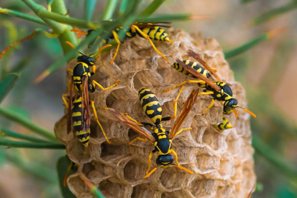 istock Wasps in a nest on plant 1266784370