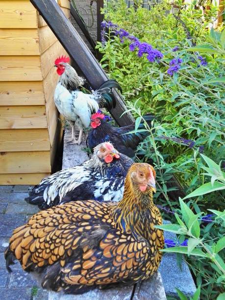 istock Chickens and cocks rest together 1266784458
