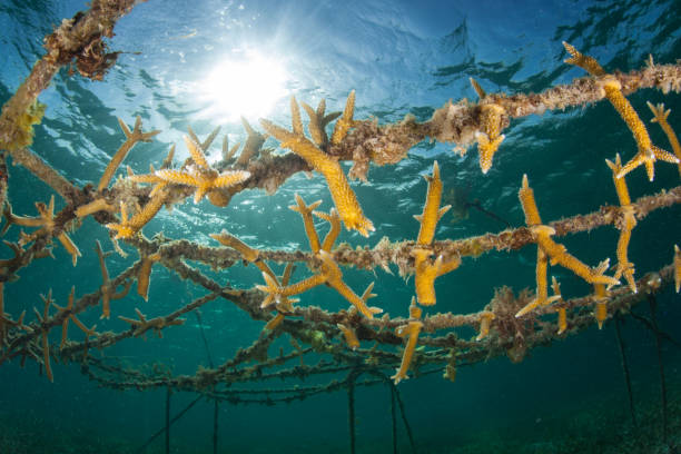 istock Coral Fragments Growing for Artificial Reef 1266786109
