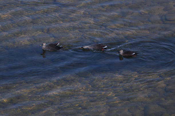the three ducks swimming in the river