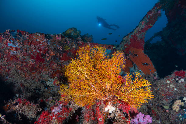 istock Shipwreck Buoy#6 - Palau, Micronesia 1266787746