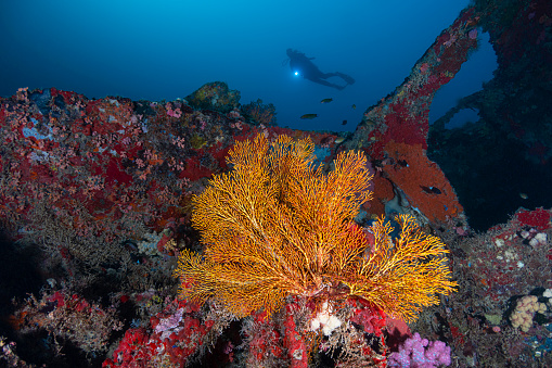 Image of the stunning coral, formed on the Shipwreck Buoy#6, Malakal Channel in Palau - Micronesia