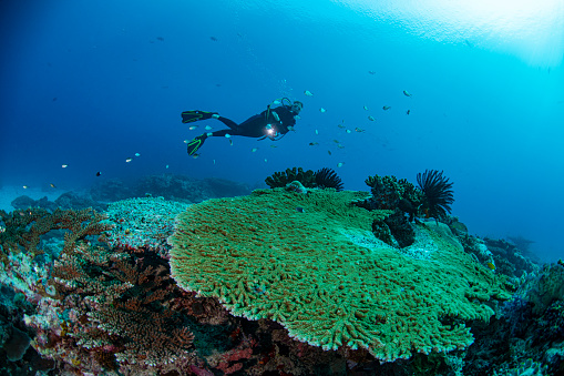 Image of the coral reef, the stunning sea life and a female diver in Palau - Micronesia