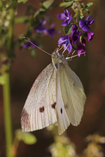 istock Piedride of the rave (Pieris rapae). 1266789290