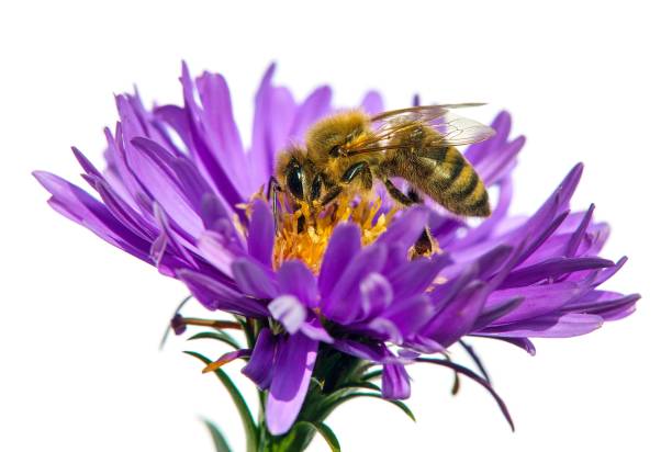 istock bee or honeybee in Latin Apis Mellifera on flower 1266789523