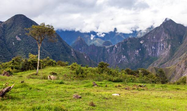 Machu Picchu inca town seen from Salkantay trek Machu Picchu inca town seen from Salkantay trek, Cusco area in Peru Sallqantay stock pictures, royalty-free photos & images