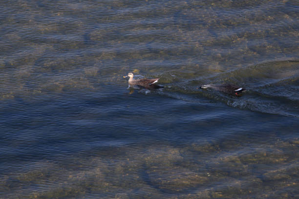 Two ducks swimming in the river