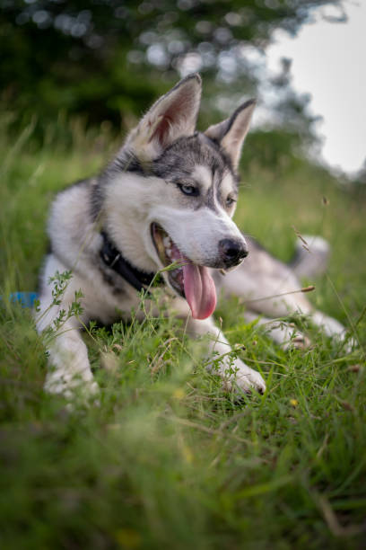 istock Husky dog walking over the meadow during the sunset 1266790627