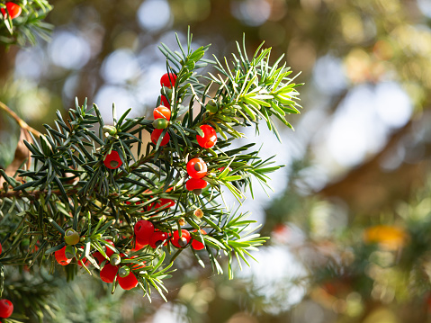 Red berries of Yew conifer (Taxus baccata) detail of branches background, sunlight