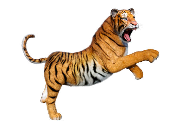 istock 3D illustration big cat tiger on white 1266792803