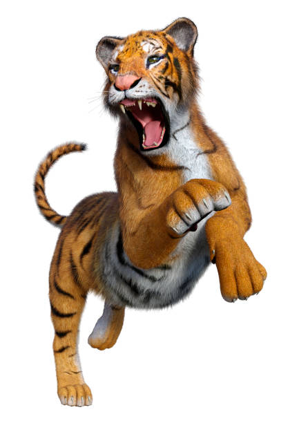 istock 3D illustration big cat tiger on white 1266792897