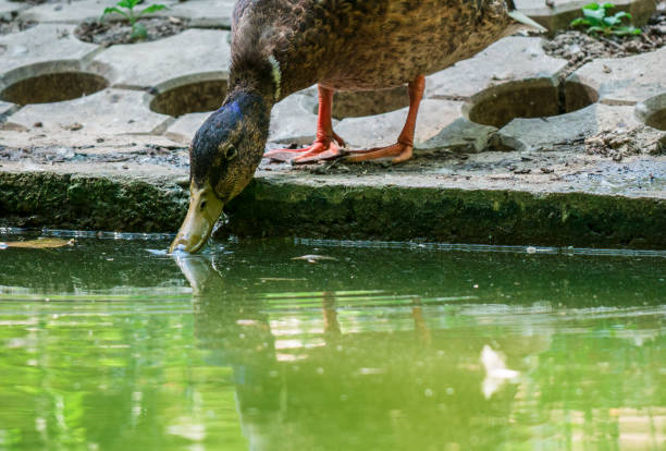 Mallard duck drinking water from a lake.