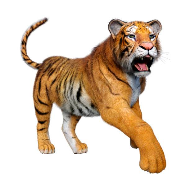 istock 3D illustration big cat tiger on white 1266792933