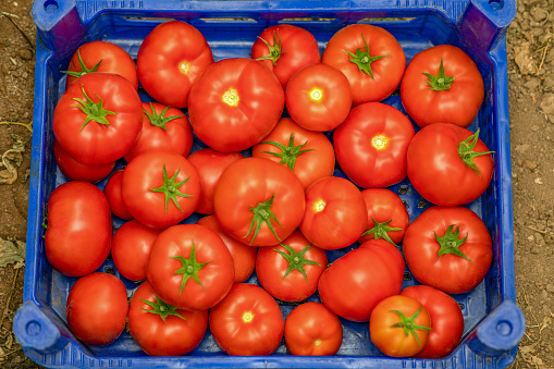 Fresh tomatoes in box