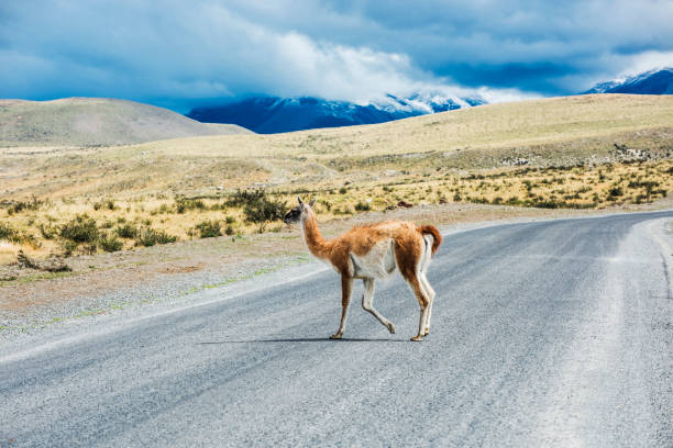 istock Curious guanaco lama on the road 1266794603