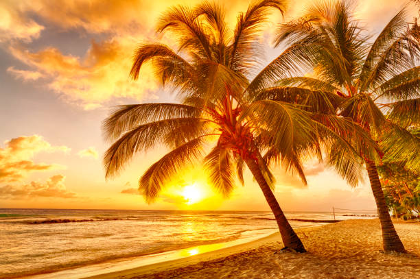 istock Beautiful vivid sunset over the coco palm in Barbados 1266795183