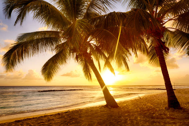 istock Beautiful vivid sunset over the coco palm in Barbados 1266795305