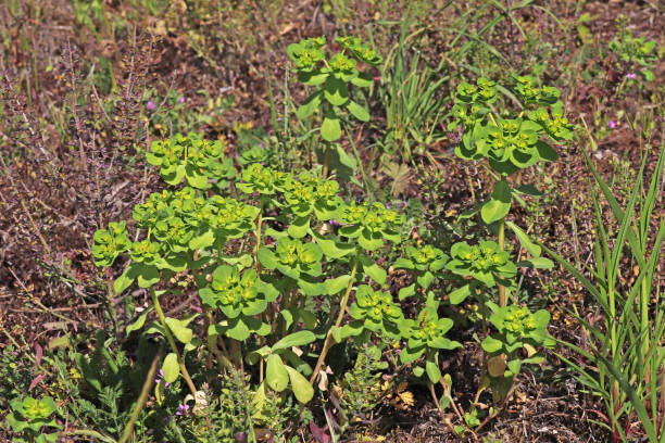 istock Antler's Euphorbia (Euphorbia amygdaloides). 1266795456