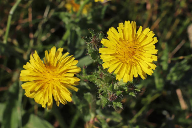 Picris viperine fauna (Helminthotheca echioides). 12 july 2020, Aéroparc, Basse Yutz, Yutz, Thionville Portes de France, Moselle, Lorraine, France. In a public park, by the pond, close-up on Bristly Oxtongue flowers. picris echioides stock pictures, royalty-free photos & images