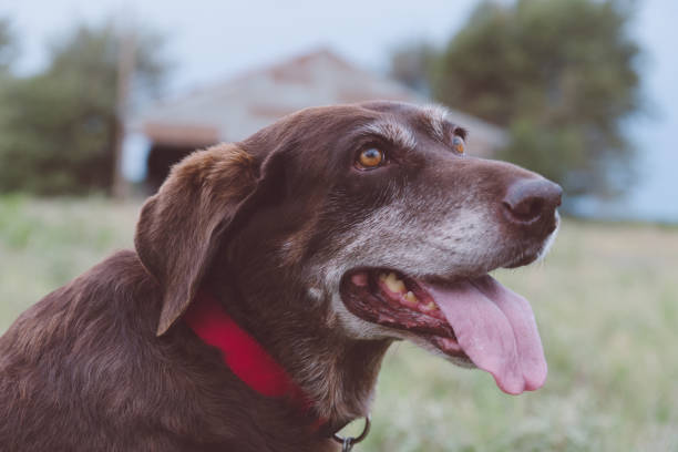 istock Senior Chocolate Labrador Retriever 1266797390