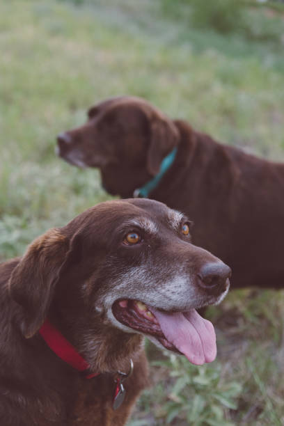 istock Senior Chocolate Labrador Retriever 1266797391