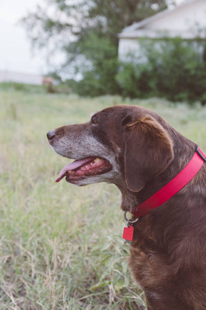 istock Senior Chocolate Labrador Retriever 1266797400