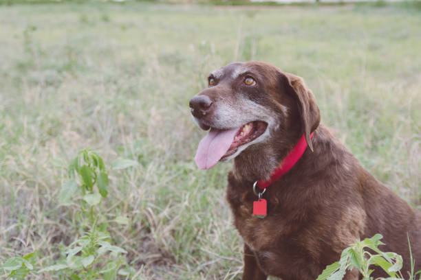 recuperador de labrador de chocolate sênior - 5563 - fotografias e filmes do acervo