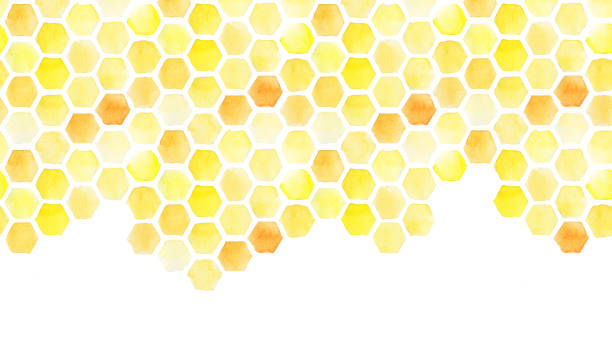 kuvapankkikuvitukset aiheesta saumaton tausta, hunajakennon reuna. keltainen hunajakenno vesiväri käsi piirustus. eristetty valkoisella taustalla. kuvio suunnittelua, banneria, kaiverruksen paikkaa varten. söpö piirustus maanviljely, äijä - honeycomb