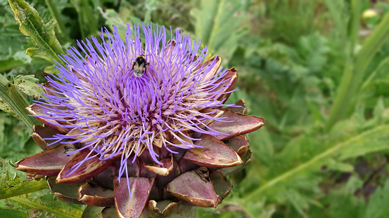 A bee visits the purple flower of the artichoke, close-up nature photography.