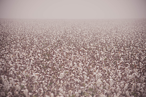 Cotton, ready for harvest, with a thick blanket of fog.