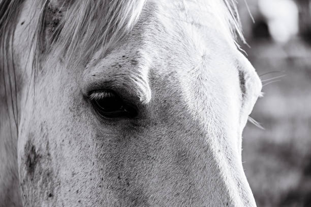 istock Close up of white horse 1266799489