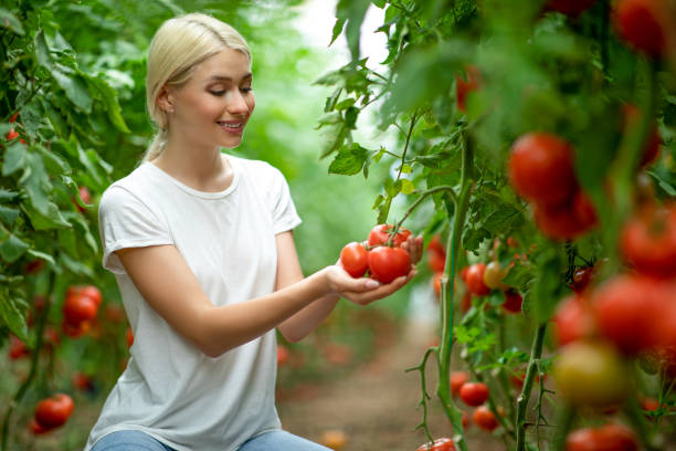 istock Young woman working with tomatoes in greenhouse 1266799748