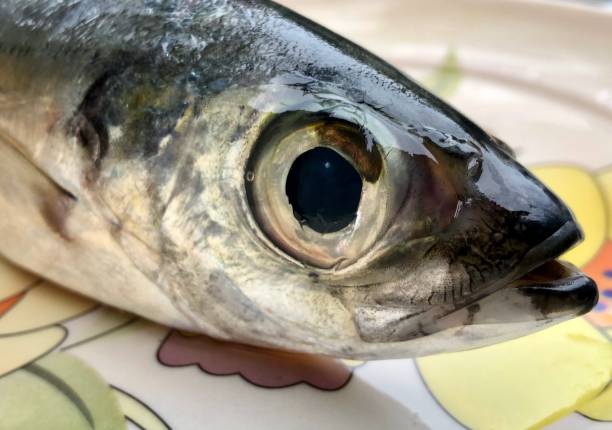 istock Fresh fish head closeup view on a plate 1266800802