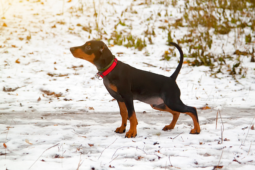 puppy German Pinscher for first time went outside for walk and peeing