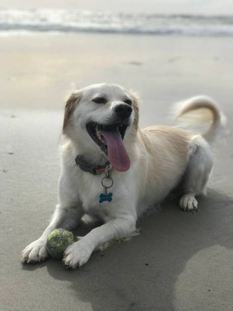 istock Max the dog and his ball 1266802934