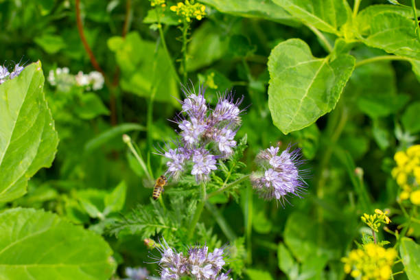 istock Blue Tansy also called Phacelia tanacetifolia or rainfarn phazelie 1266803157