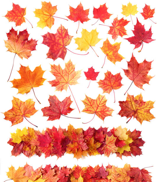 istock Autumn leaves isolated on white 1266803860