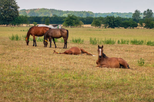 Two horses grazing on top of a grassy slope with sky background