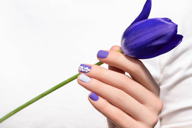 lila nagel-design. weibliche hand mit lila maniküre halten tulpe blume - flower white tulip blossom stock-fotos und bilder
