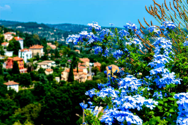 The hill town of Grasse, Southern France as seen through flowering bushes. Grasse is the perfume capital of France!