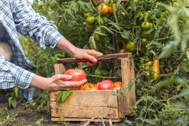 istock Farmer woman harvests fresh tomatoes. 1266804804